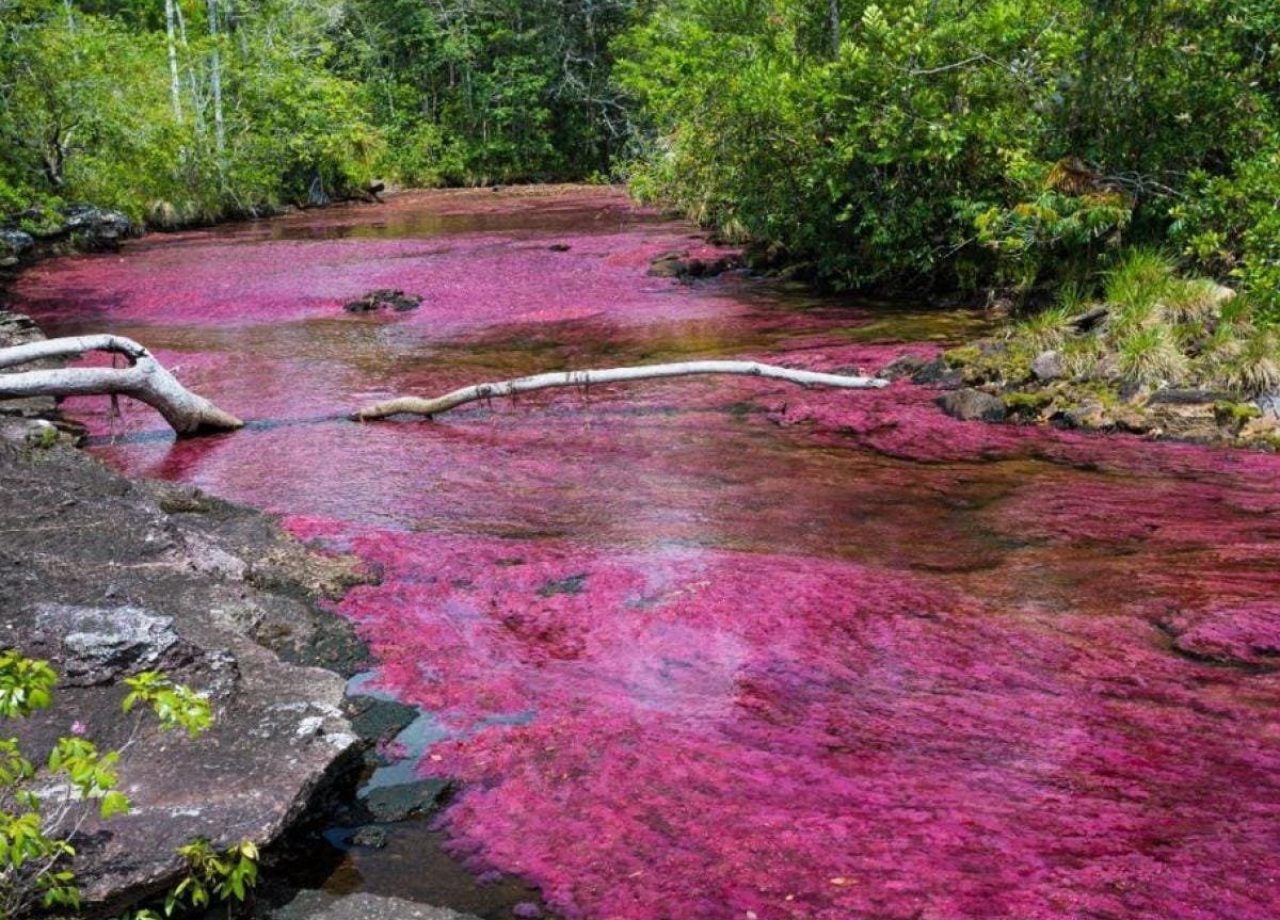 Caño-Cristales 3